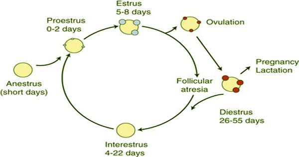 Reproductive (estrous) cycle in cats - QS Study