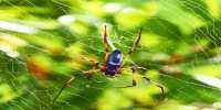 Scientists shave spider’s legs to create anti-adhesive nanotechnology