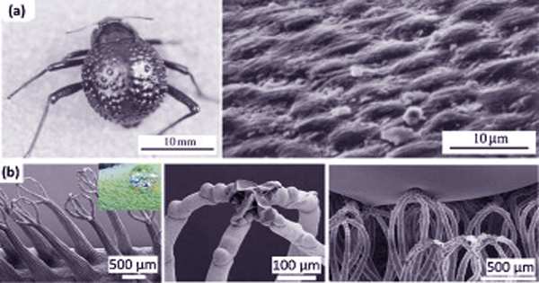 Scientists shave spider's legs to create anti-adhesive nanotechnology