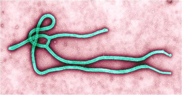 Nucleocapsid as a novel drug for targeting the shell of Ebola virus