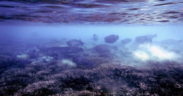 The noodle-fingered robot gently hugs the deep-sea jellyfish