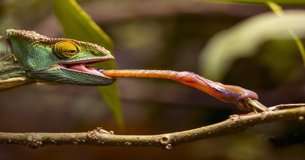 Chameleon tongue inspires fast-acting robots with flash-like reflexes