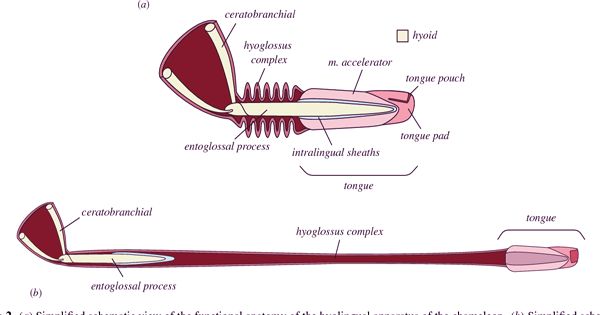 Chameleon tongue inspires fast-acting robots with flash-like reflexes