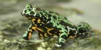 Research step forward in Fight against deadly Chytrid Fungus