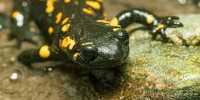 Researchers are working to prevent skin-eating fungus from decimating salamander populations
