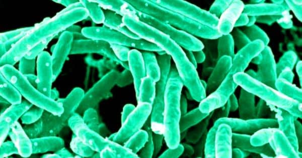 WSU Scientists develop software to identify drug-resistant bacteria
