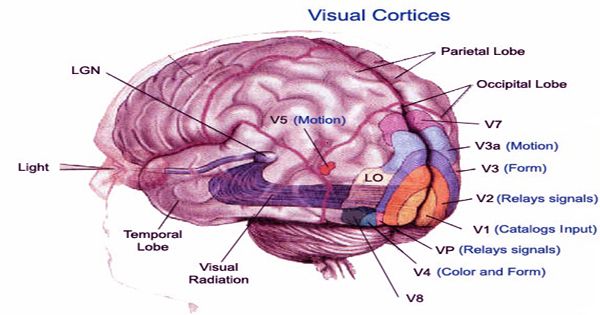 U.S. intelligence agency developing artificial brain Called Sentient