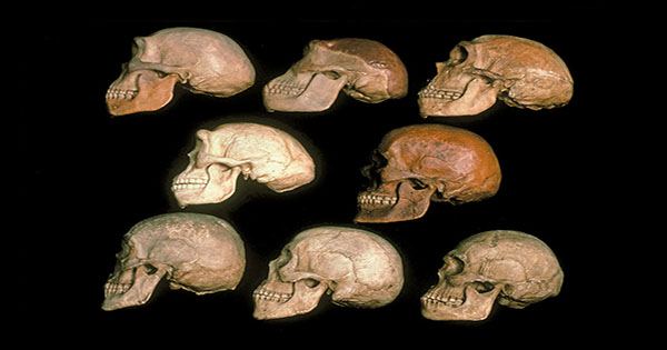Controversial fossils cannot be an authentic human ancestor after all