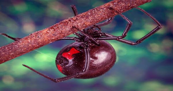False Widow Spider Bites Can Infect Antibiotic-Resistant Bacteria