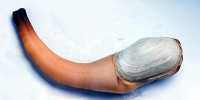 What is Geoduck? The giant old clam of the ocean