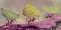Leaf-cutting ants invented the first insects for Biominerial body armor