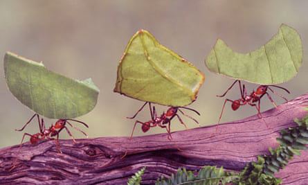Leaf-cutting ants invented the first insects for Biominerial body armor