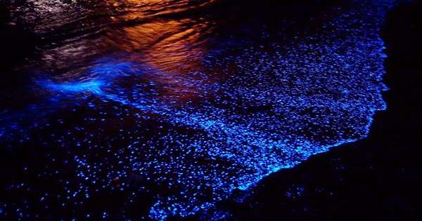 Physics behind the glittering night- Glowing Oceans