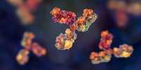 Research developed antibodies against many rapidly evolving strains of HIV