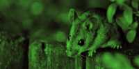 The Scientists Use Nanotechnology to Give Mice Temporary “Night Vision”