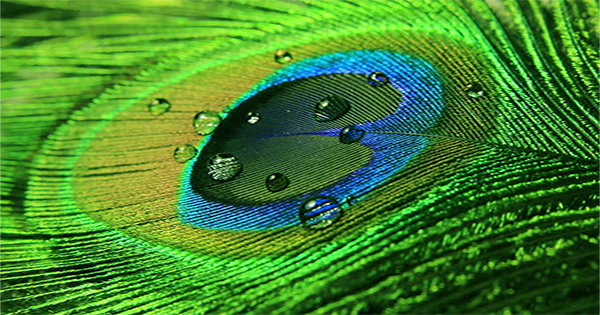 The Peacock feathers inspire opal-like smart sensors