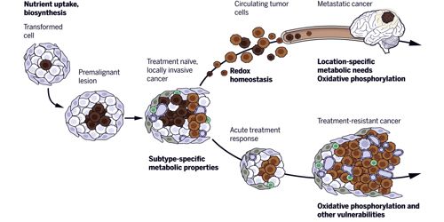 Abundant Enzyme in Tumor Cells cans Monitor Cancer Treatment 1