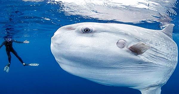 Baby Ocean Sunfish Zoomies Is the Brain Balm You Need Right Now
