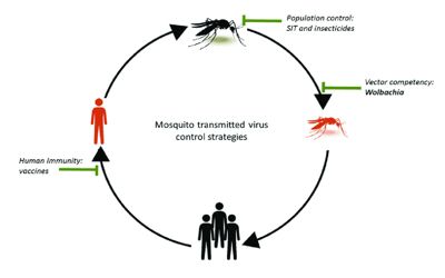 Bacteria carried by mosquitoes may protect them against pesticides 1