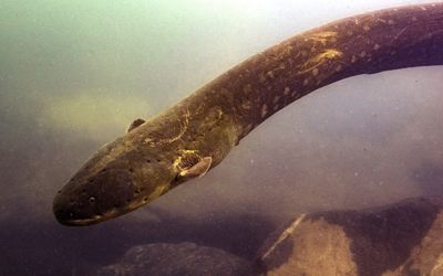 Electric Eels Hunting Together - Scientists observation in Amazon River 1
