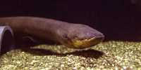 Electric Eels Hunting Together – Scientists observation in Amazon River