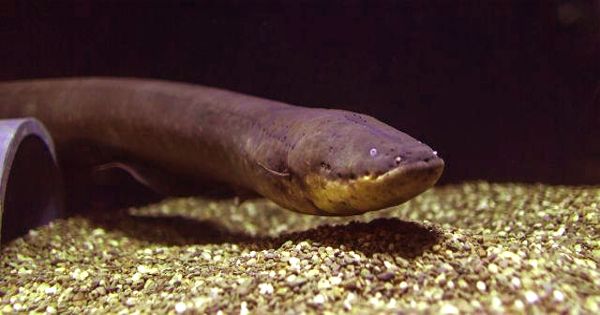 Electric Eels Hunting Together – Scientists observation in Amazon River