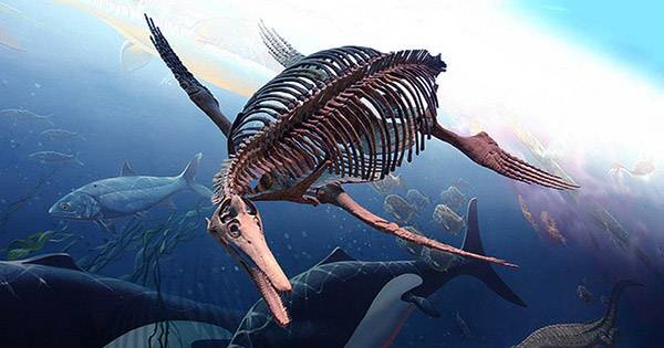 Fish Fossils Indicate Hidden Treasures Afoot