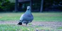 Pigeon That Flew All The Way from US to Australia May Be Executed
