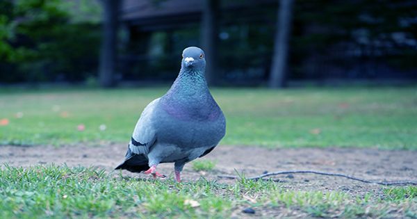 Pigeon That Flew All The Way from US to Australia May Be Executed