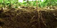 Research reveals how to plant penetrate hard soils
