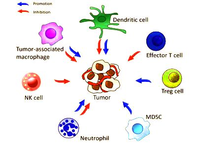 Researchers identify a novel mechanism by which tumors progress 1