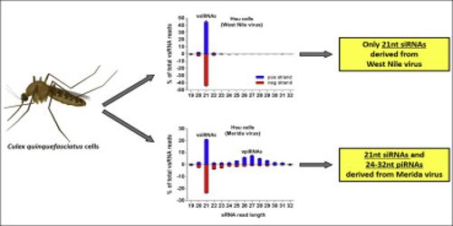 Researchers reveal a new genomics resource of small RNAs in mosquito cells 1