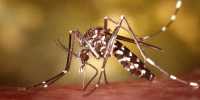 Researchers reveal a new genomics resource of small RNAs in mosquito cells