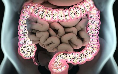 Scientists Confirms Gut Health Affects the Healthy Immune System 1