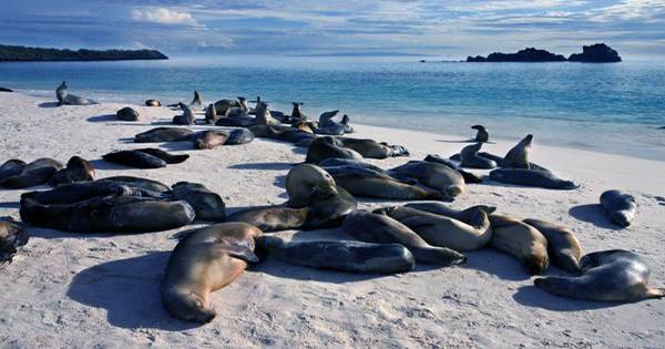 Scientists Unlock Mystery of How the Galápagos Islands Maintain Such a Wildly Rich Ecosystem