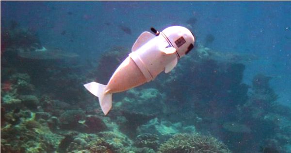 Scientists develop Underwater Robotic swarm that swims like a school of fish