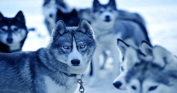 Sharing Leftover Meat with Wolves May Be Why Dogs Are Our Best Friends Today