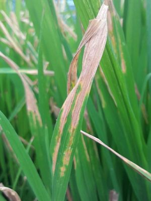 Specific bacterium protects inside the seeds of rice plants from diseases 1