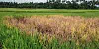 Specific bacterium protects inside the seeds of rice plants from diseases