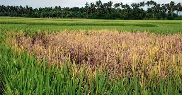 Specific bacterium protects inside the seeds of rice plants from diseases