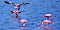 The flamingo nest of the late Natron’s near the pond is almost corrosive as bleach