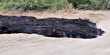 What The Hell Is This River Of Black Sludge Oozing Through Arizona?