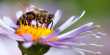 Biodiversity within Bee communities can help dilute the harmful Disease