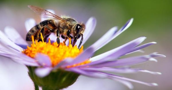 Biodiversity within Bee communities can help dilute the harmful Disease