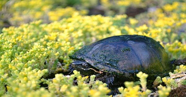 Check-Out-Turnip-The-Radiated-Tortoises-Booty-Shaking-Rain-Dance-1