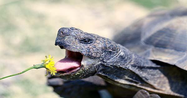 Check Out Turnip The Radiated Tortoise's Booty-Shaking Rain Dance