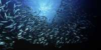 For healthy oceans ecosystems need well acoustic environment