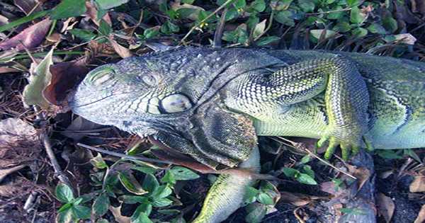 Forecast Predicts Iguana Fall For Miami