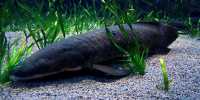 Massive Lungfish Genome Sheds Light on How Fish “Conquered” Land