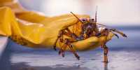 Meet Banana, The Incredibly Rare Yellow Lobster That’s One In 30 Million